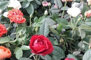 Vivero De Mary