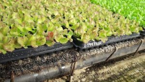 Vivero EFW