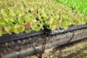 Vivero EFW
