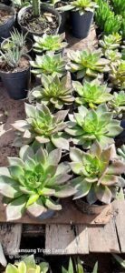 Vivero El Griego