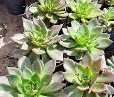 Vivero El Griego