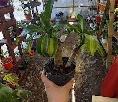 Vivero Floreal