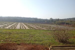 Vivero Forestal El Pindó