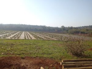 Vivero Forestal El Pindó