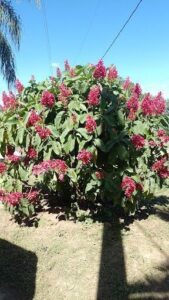 Vivero Formosa Verde
