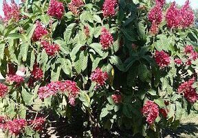 Vivero Formosa Verde