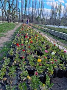 Vivero Hayashi