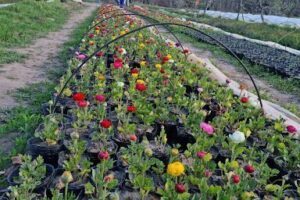 Vivero Hayashi