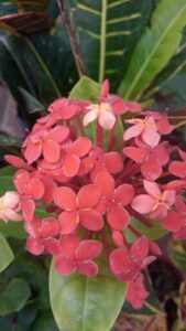 Vivero Irupe de Silvia Ayala