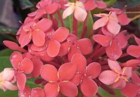 Vivero Irupe de Silvia Ayala