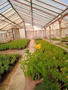Vivero Japones