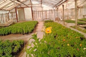 Vivero Japones