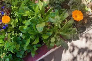 Vivero Jardín de Mis Nonos