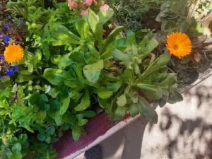 Vivero Jardín de Mis Nonos