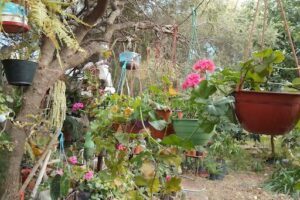 Vivero "La Casita del bosque"