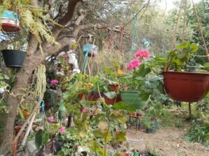 Vivero "La Casita del bosque"