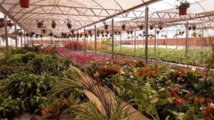 Vivero Los Crisantemos S.R.L
