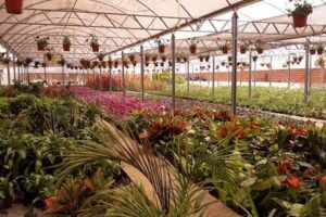 Vivero Los Crisantemos S.R.L