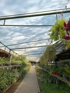 Vivero Los Eucaliptus