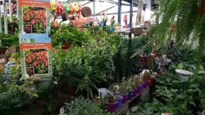 Vivero los Tulipanes