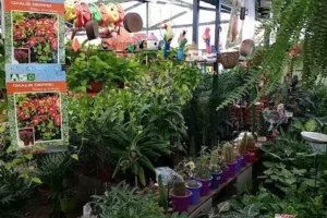 Vivero los Tulipanes