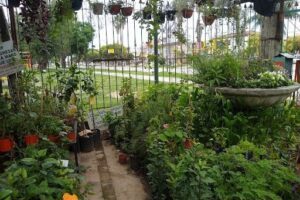 Vivero Manuel Rueda