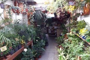 Vivero Mí amor con espinas