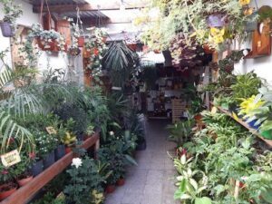 Vivero Mí amor con espinas