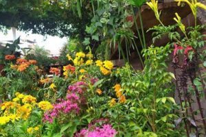 VIVERO MONROY