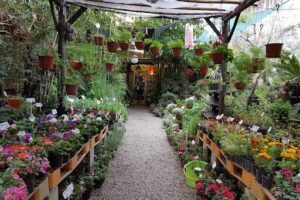 Vivero Natural Mind