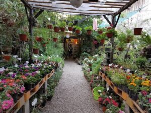 Vivero Natural Mind