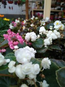 vivero productor Chacra 206