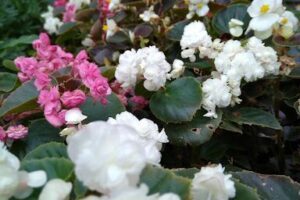 vivero productor Chacra 206