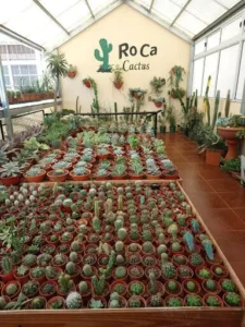 Vivero RoCa Cactus
