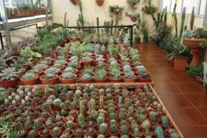 Vivero RoCa Cactus