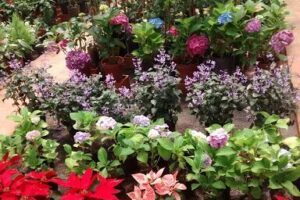 Vivero Route 14