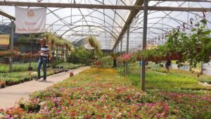 Vivero Santa Isabel S. A. Parquizaciones.