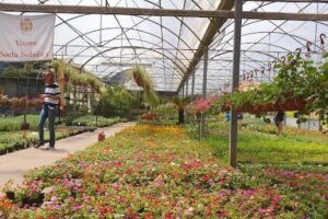 Vivero Santa Isabel S. A. Parquizaciones.