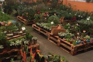 VIVERO TIERRAS NOBLES
