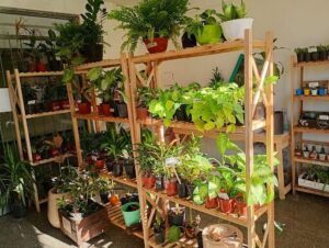 Vivero VERDE ROCIO 請