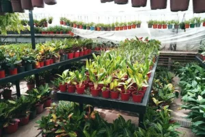 Vivero Verde Vida
