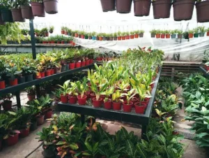 Vivero Verde Vida
