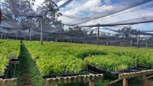VIVERO VYO SRL
