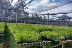 VIVERO VYO SRL