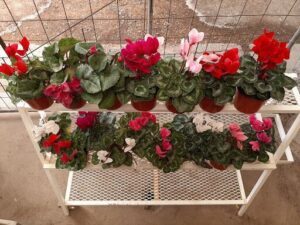 VIVERO Y FLORERIA LA CASA DE KAYRA
