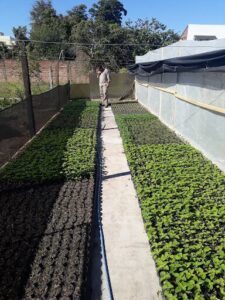 Vivero Y Floreria Las Rosas
