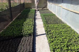 Vivero Y Floreria Las Rosas