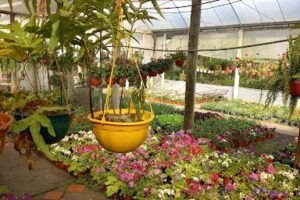 Vivero Zordan