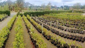 Westland Nurseries