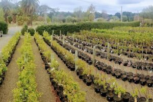 Westland Nurseries